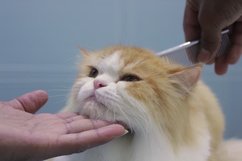 Groomer combing a long-haired cat with care