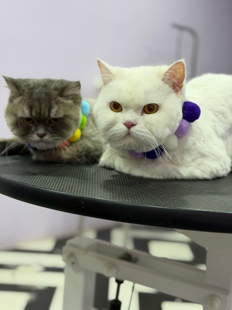 Two cats freshly groomed on the grooming table