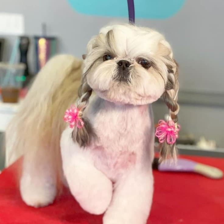 Shih Tzu with pup-braids groomed at Pet Grooming Tales