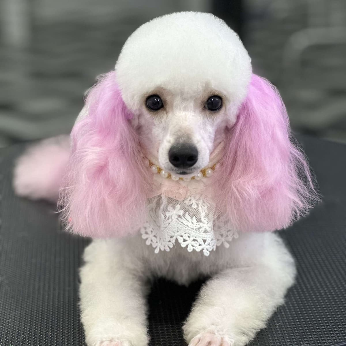 Pink-styled poodle groomed at Pet Grooming Tales