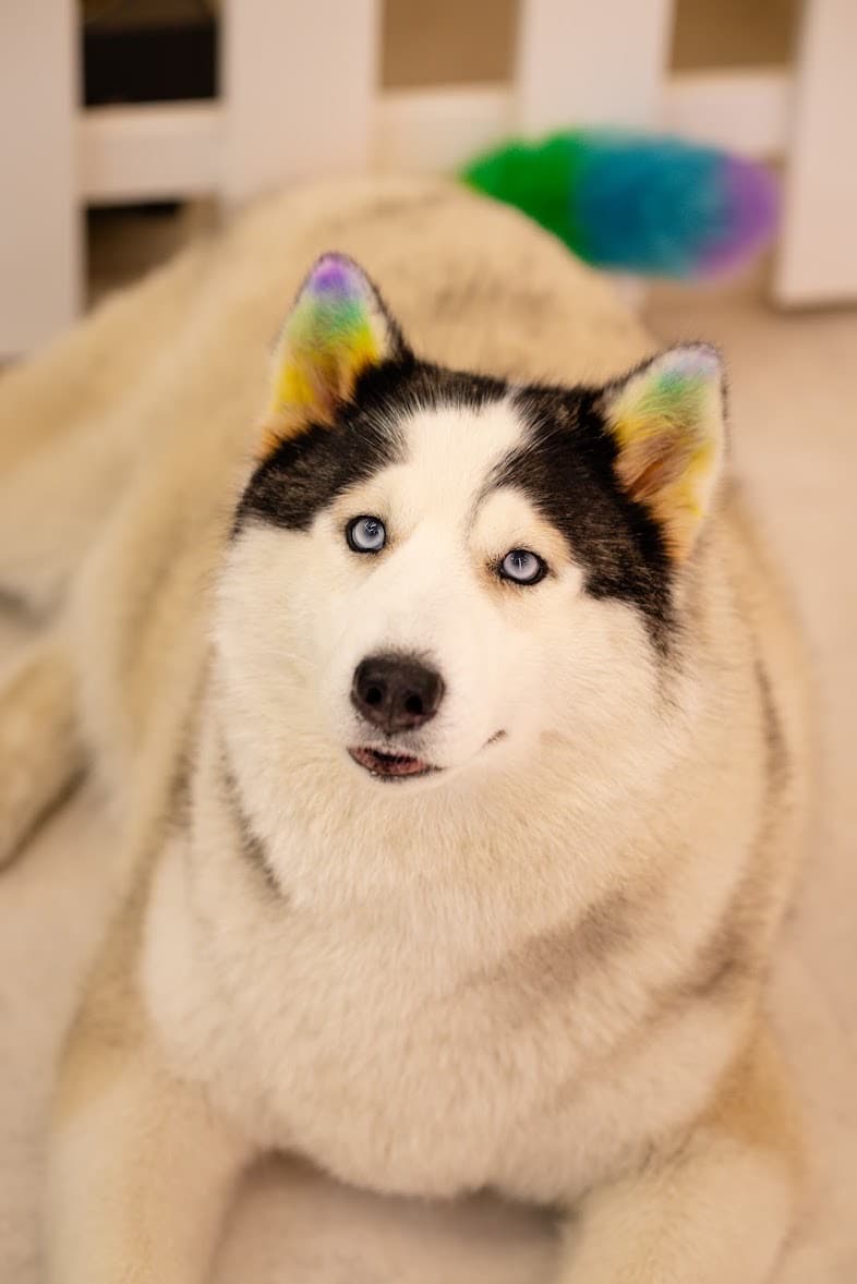 Husky with rainbow-tipped ears groomed at Pet Grooming Tales