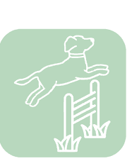 Leash-Free Play Zone