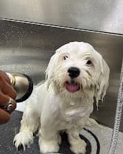 Puppy being blow-dried after a bath