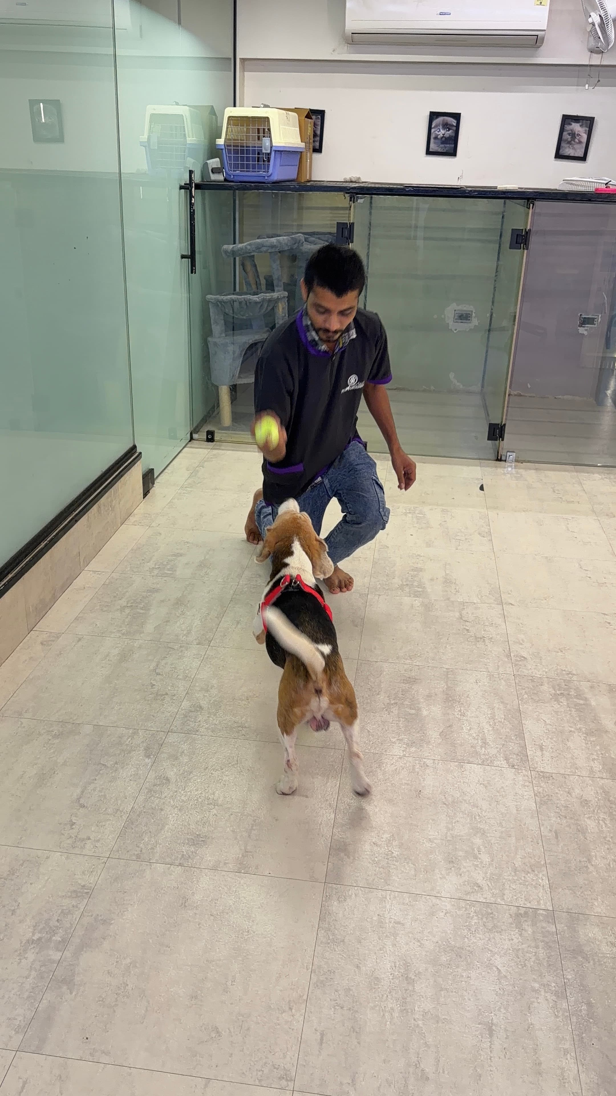 Pet daycare playtime