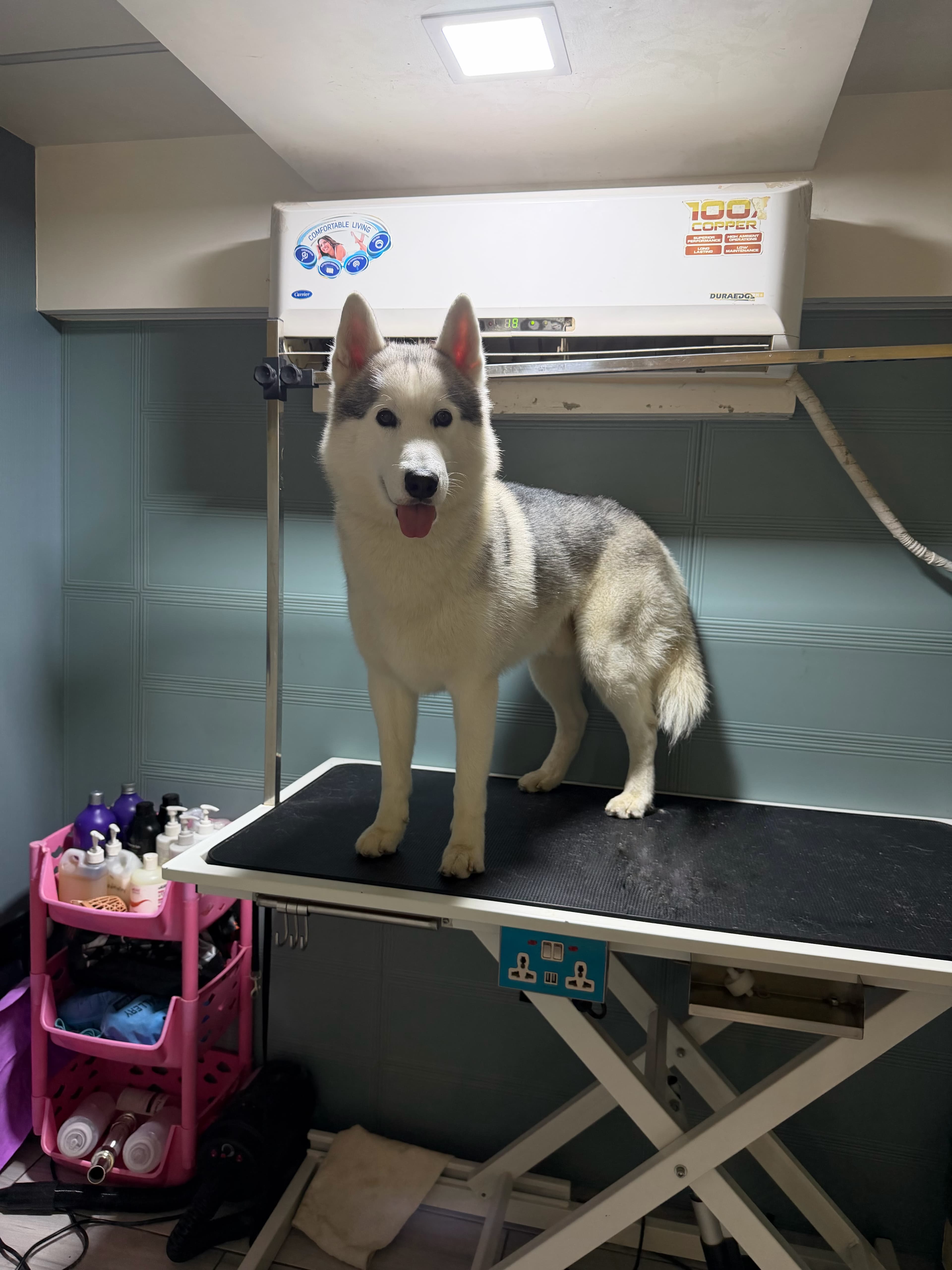 Professional grooming salon